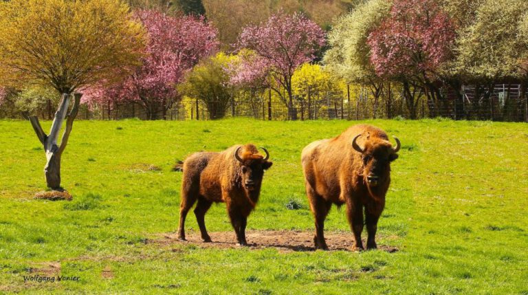 Wild- und Freizeitpark Allensbach