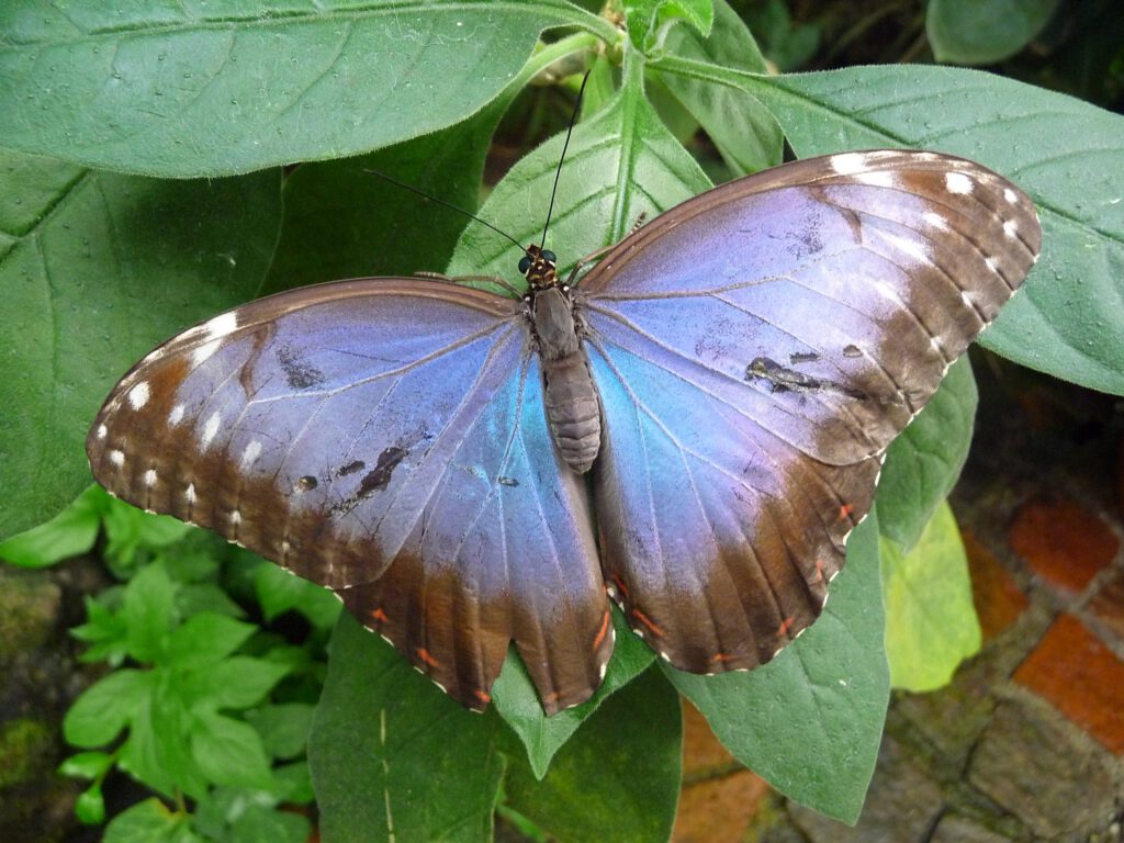 butterfly, butterfly house mainau, blue