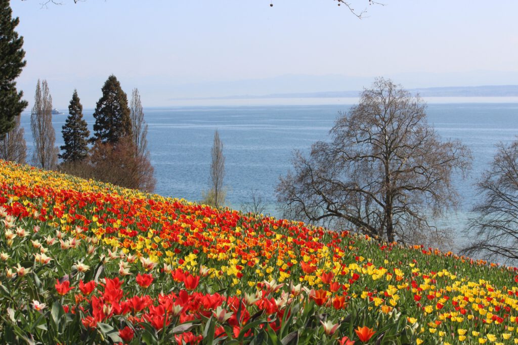 spring, mainau, tulips