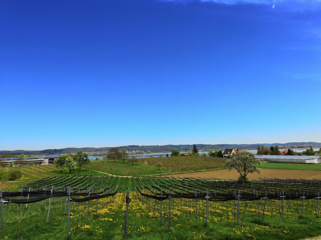 Insel Reichenau im Bodensee