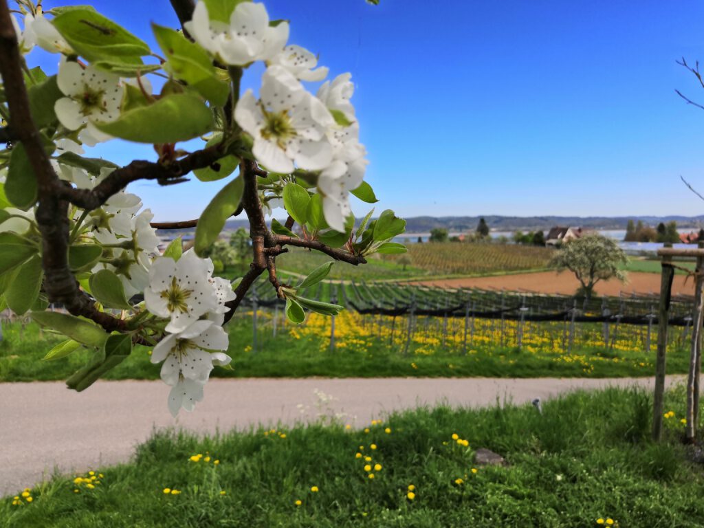 Herrliche Blüte eines Obstbaums