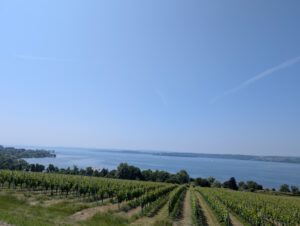 Bodensee mit Weinberg